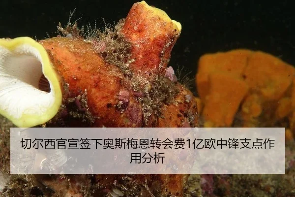 切尔西官宣签下奥斯梅恩转会费1亿欧中锋支点作用分析